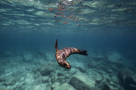 Sea Lion Snorkel Adventure at Espíritu Santo Island