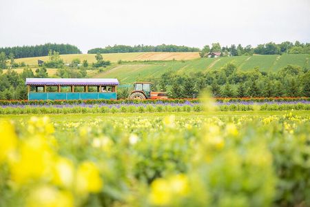 Farm Tomita Shikisai Hill Blue pond with optional Buffet| Sapporo