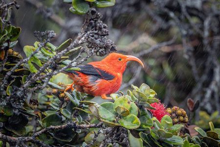 Big Island Birdwatching Tour