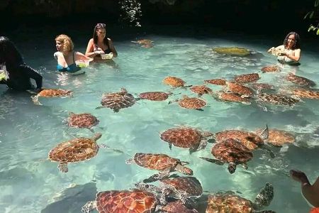 Zanzibar Dolphin and Snorkeling Tour with Beach Lunch