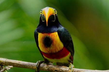 Manuel Antonio Esquipulas Birdwatching Tour