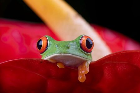Manuel Antonio and Night Walking Tour with a Naturalist Guide