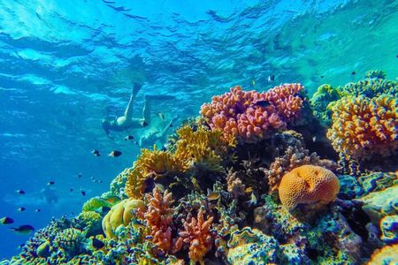 Snorkel Experience in Bonaire