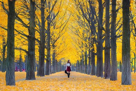 Nami, Apple Picking, Autumn Light Festival & The Alpaca Garden