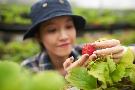 Seoul Spring Tour: Strawberry Picking, Gamaksan & Hanok Village