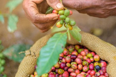 Kandy Yahalatenna Walking Coffee Class Activity
