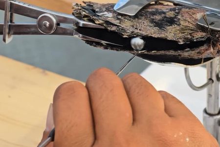 Snorkeling Discovery DE the Black Pearl and Lunch in Bora Bora