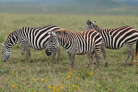 Tarangire and Ngorongoro 2 Day Safari Adventure