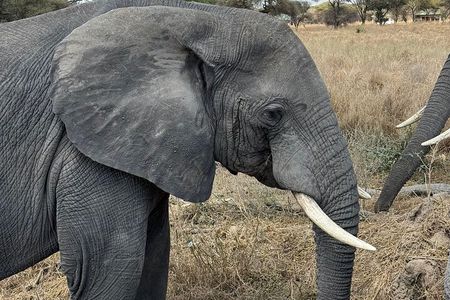 2-Days Big Five Safari: Tarangire & Ngorongoro Crater Adventure