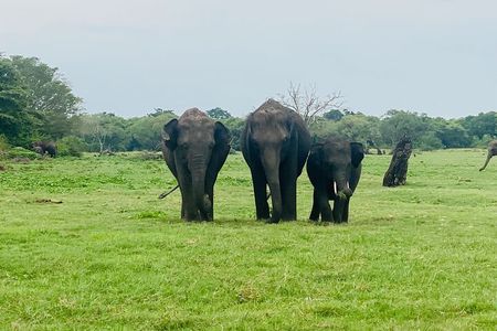 Private Jeep Safari at Minneriya and Kaudulla National Parks