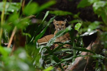 Corcovado National Park Tour: Hiking a gem in San Pedrillo