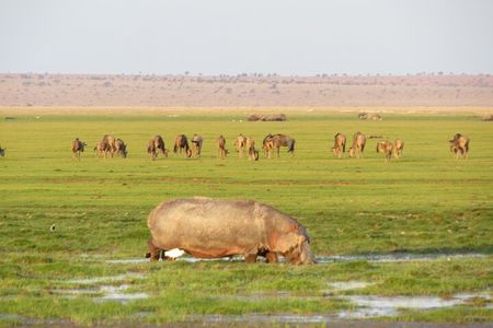 Amboseli National park Day trip:Mt kilimanjaro Views 