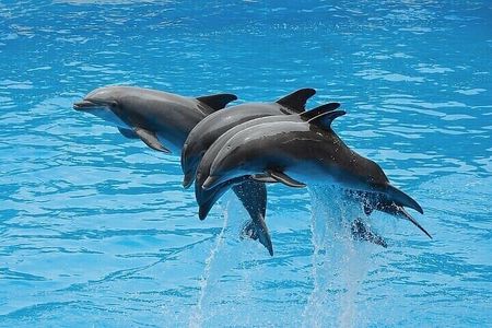 Swim with Dolphins (15 Minutes) + Transfer – Sharm El Sheikh