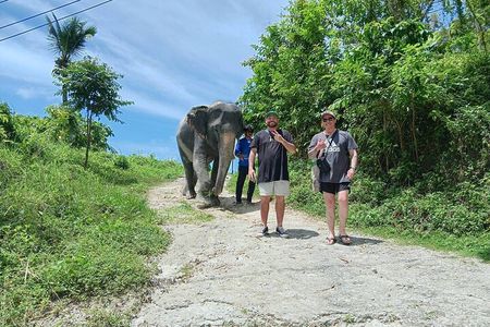 Patong Highlight Elephant Sanctuary with Guide Tour 