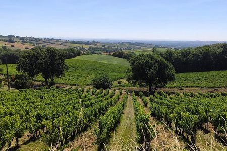 Gaillac Small Group Wine Tour from Toulouse