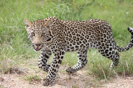5 Day Kruger National Park tour
