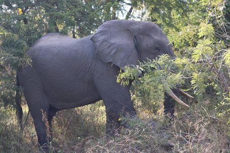 4 Days Mikumi and Nyerere National Park Private Tour
