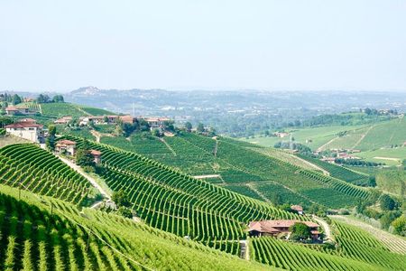 Small-Group Barolo Wine Tasting, Alba & UNESCO Piedmont Hills