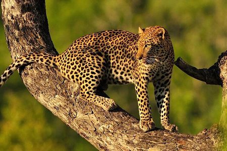9 Days Northern Circuit Safari Serengeti Migration Focus