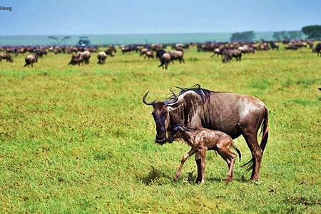 5 Day Ndutu Safari Calving and Predator Drama