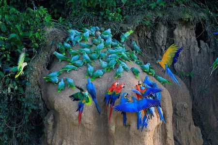 Manu National Park Tour 4 Days/3 Nights