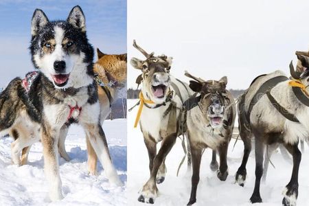 Ultimate Combo! Husky Safari & Reindeer Sleigh Ride