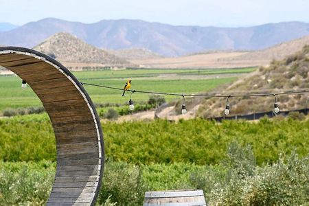 Valle de Guadalupe Adults Only Tour