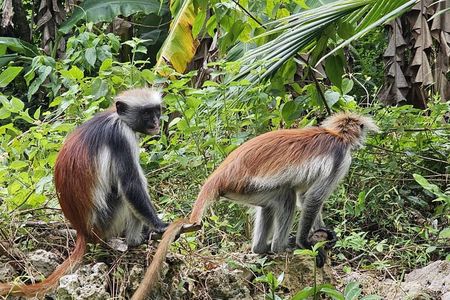 Private Full Day Jozani Forest Kuza cave Paje Beach The Rock 