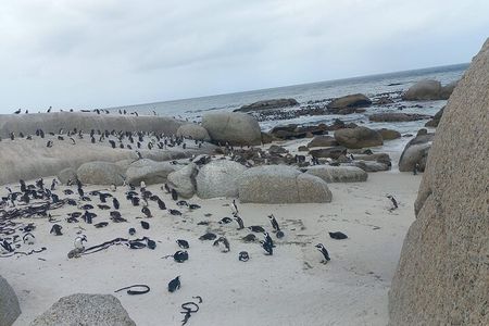 Private Boulder Beach Penguins and Table Mountain Half-Day Tour