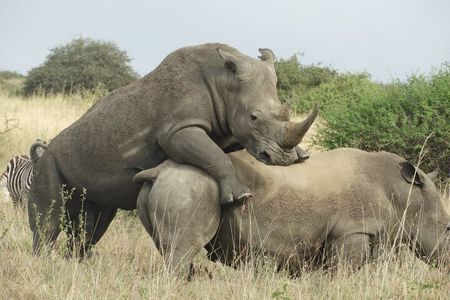  Nairobi park 4x4 Landcruiser, Elephant & Giraffe Centre 