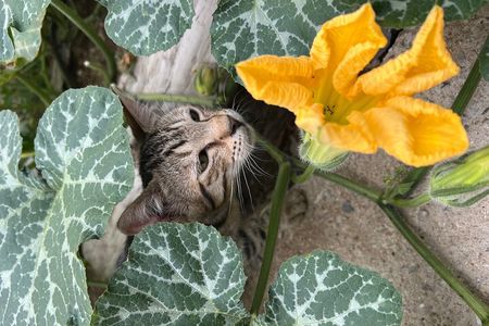 Private Cooking Class on the Path of the Lemons