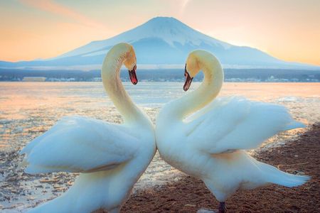 Full Day Tour at Mt. Fuji, Onsen, Lake Kawaguchi and Yamanaka