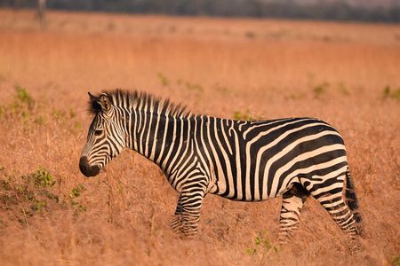 2 Days Mikumi Safari and Bush Walking with SGR Train Journey