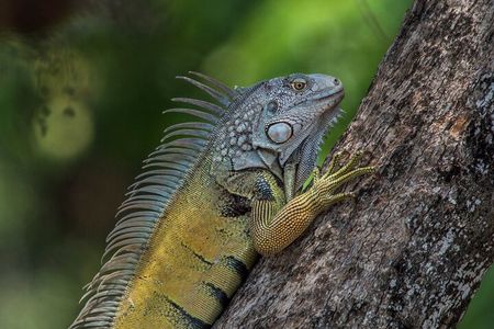 Gatun lake wildlife expedition and Miraflores locks private tour