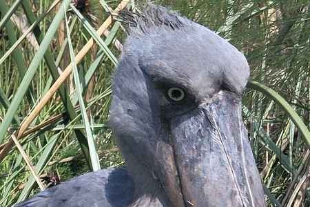 Daily Shoebill Tours