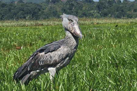 Mabamba Swamp 4 Hour Shoebill Birdwatching Tour From Entebbe