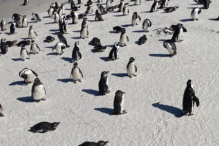 Full-Day Cape of Good Hope, Chapman's Peak Drive with Penguins