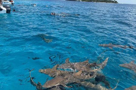 Maldives: Snorkeling with Nurse Sharks, Coral Reef, Sandbank Tour