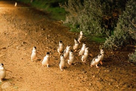  From Phillip Island: Wine and Wildlife Tour with Penguin Parade