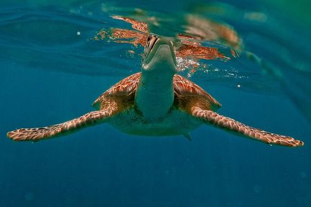 1.5 hours Snorkeling at Tulum's paradise reef