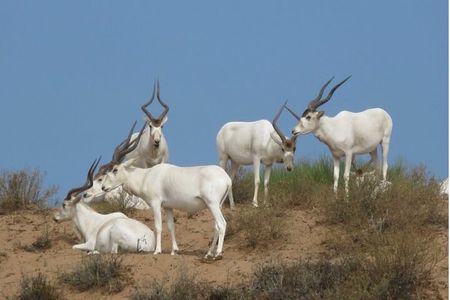 Souss Massa National Park From Agadir