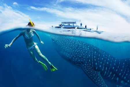 Oslob Whale Shark Swimming, Tumalog Falls and Sardines Snorkeling