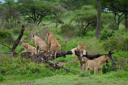 4 Day Big Five Safari to Lake Manyara and Ngorongoro Crater