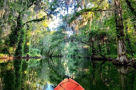 Wild Florida Kayak and Paddleboard Adventure on Dora Canal
