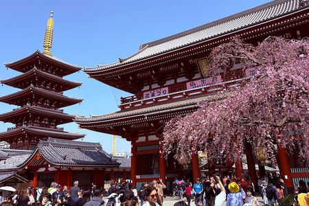 Tokyo Private Half-Day Tour by Car with Local Guide