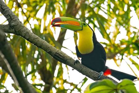 Private Tour In Roatan + Animal Park & Beach Break 