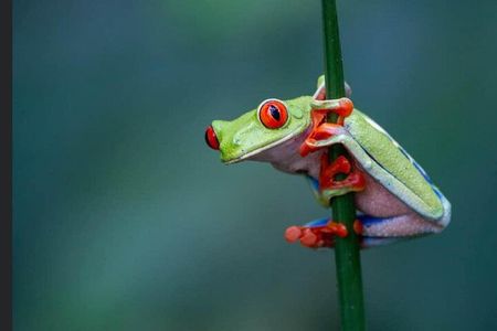 Night Walk EN Esp French, English in La Fortuna Costa Rica