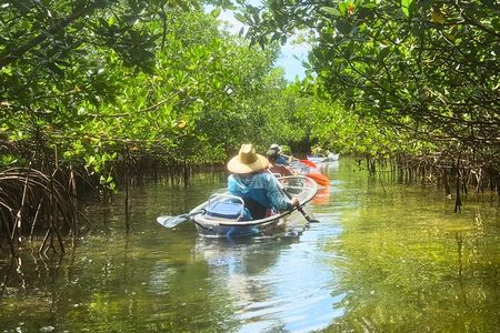  2-Hour Clear Kayak Mangrove Tunnel Eco Tour - Sarasota