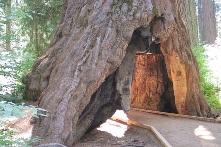 Calaveras Big Trees State Park Day Tour