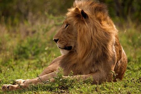 3 Day Masai Mara Daily Budget Safaris on 4x4 with No Park Fees